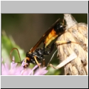 Tryphoninae spp - Schlupfwespe 108b 15mm-fdet02.jpg